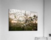 Fleurs de pommes Acrylic Print