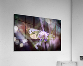 Papillon sur une fleur - butterfly beauty Acrylic Print