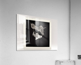 flying eye Acrylic Print