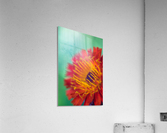 Joes Flower Acrylic Print