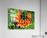 flowers nature Acrylic Print
