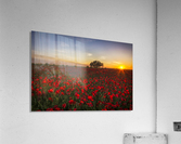 horizon plant sunrise Acrylic Print