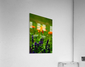 plant field meadow Acrylic Print