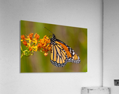 Monarch on Butterfly Weed  Acrylic Print