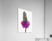 Purple Prairie Clover Acrylic Print