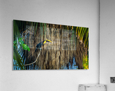 Toucan Acrylic Print