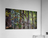 Twisted Vine Acrylic Print