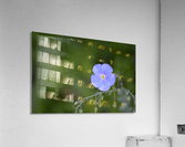 Perennial Blue Flax Wildflower - Linum Perenne  Acrylic Print