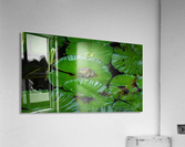 Ribbit Acrylic Print