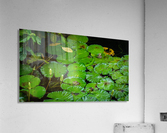 Ribbits Acrylic Print