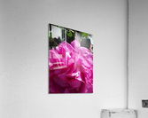 Fuschia Rose in Brentwood Gardense brentwood Acrylic Print