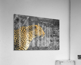 Leopard Acrylic Print