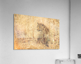 Leopard Acrylic Print