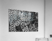 Leopard Acrylic Print
