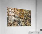 Leopard Acrylic Print