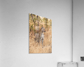 Leopard Acrylic Print
