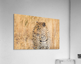 leopard Acrylic Print