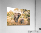 Elephants Acrylic Print