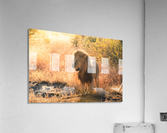Lion 2 Acrylic Print