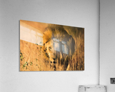 Lion Acrylic Print