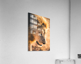 Lions Den Acrylic Print