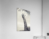 Giraffe Acrylic Print