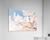 Cherry Blossoms DC Acrylic Print