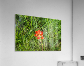 Alamo Fire Acrylic Print