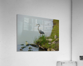 Blue Heron on the Shore Acrylic Print