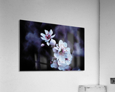 Night Flowers Acrylic Print