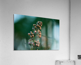 Wild Flowers Acrylic Print