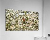 Robin Sitting on Branch Acrylic Print