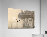 Great Blue Heron on a Foggy Morning Acrylic Print