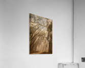 Misty Winter Mornings in forest Acrylic Print