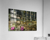 Bamboo forrest KyotoDSC_1258 Acrylic Print