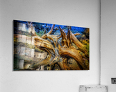 Fallen Bristlecone Acrylic Print