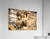 AdriaanPrinsloo 9022 Acrylic Print