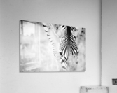 AdriaanPrinsloo 6718 Acrylic Print