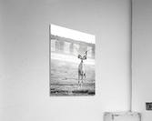 AdriaanPrinsloo 6071 Acrylic Print