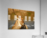 AdriaanPrinsloo 9455 Acrylic Print