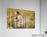 AdriaanPrinsloo 4564 Acrylic Print