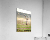 AdriaanPrinsloo 6071 2 Acrylic Print