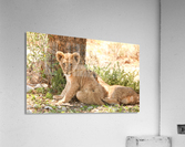 AdriaanPrinsloo 6686 Acrylic Print