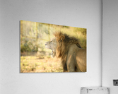 AdriaanPrinsloo 6942 Acrylic Print