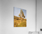 Nice tree of my village Acrylic Print