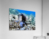 Blue Octopus Acrylic Print