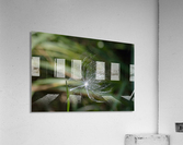 Milkweed Seed clinging to blade of grass - Third Place Winner 2023 Acrylic Print