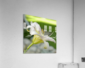 Lily Acrylic Print