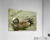 Duck Acrylic Print