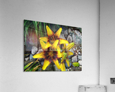 Lilys  Acrylic Print